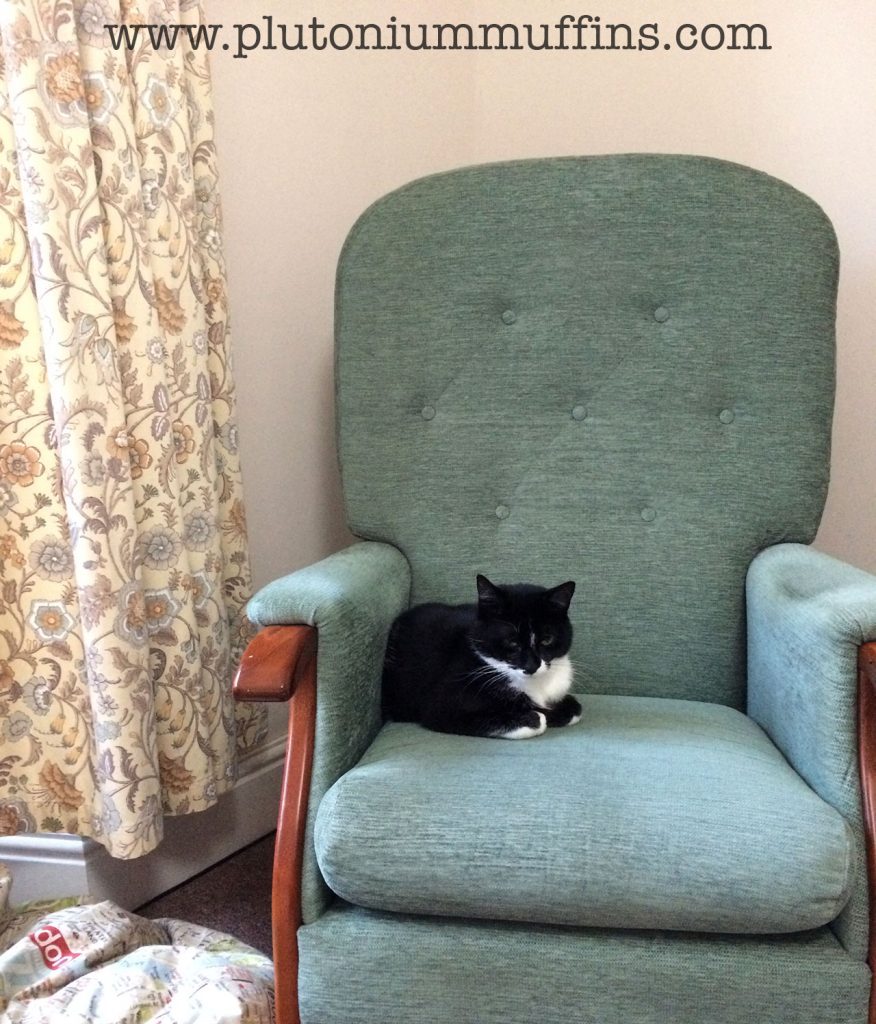 Tonks enjoying our new armchair, accompanied by our delightfully disgusting curtains.