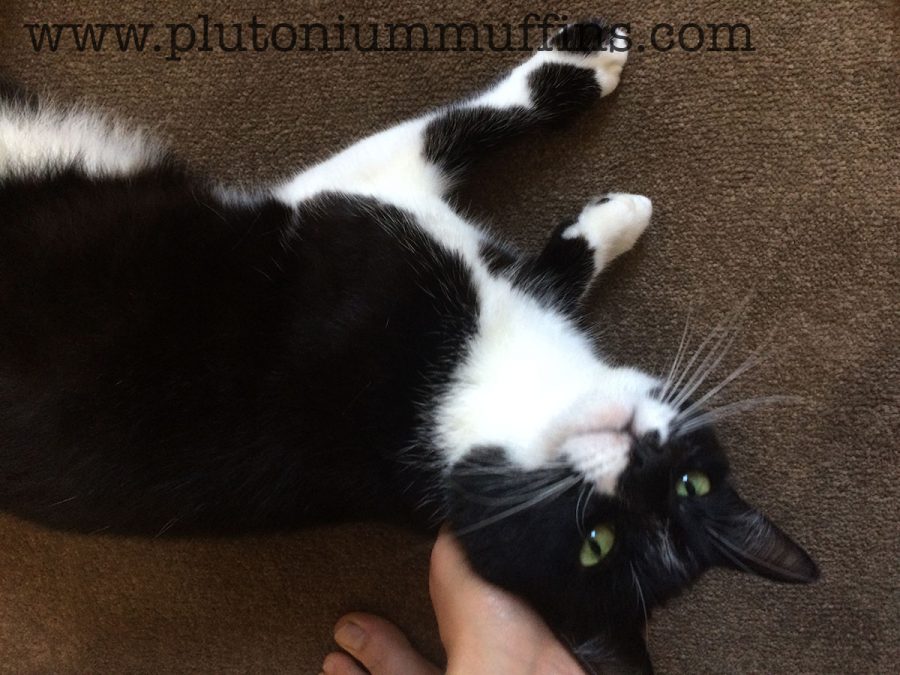 A contented cat lying on the floor.