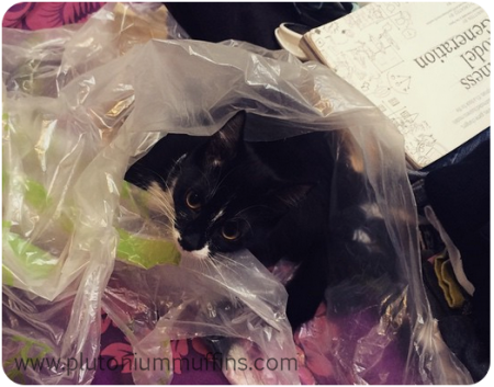 Tonks - "didn' choo know kitteh iz recyclehbal?"