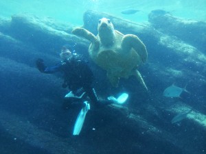 Turtle feeding time - so cute.