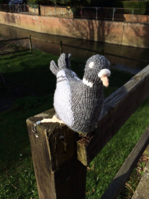 A gorgeous little pigeon on a bridge!