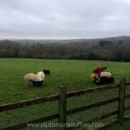 Dad feeding the sheep, with the wethers in the background not entirely sure what is going on.