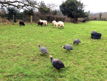 Two flocks - sheep and guinea fowl!