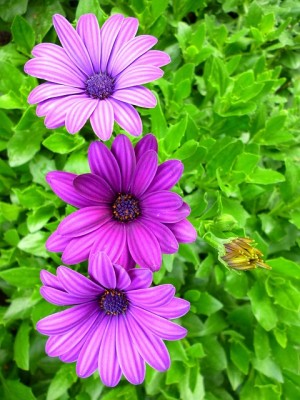 Gorgeous green and purples.