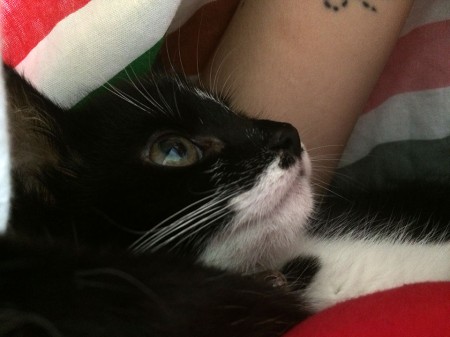 Our new baby, little Tonks Phoebe, a nine week old kitten.